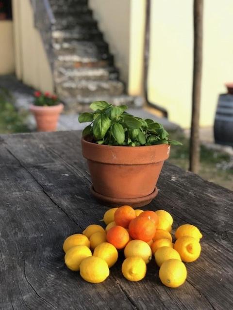 Agriturismo La Posta Reale Castiglion Fibocchi Esterno foto