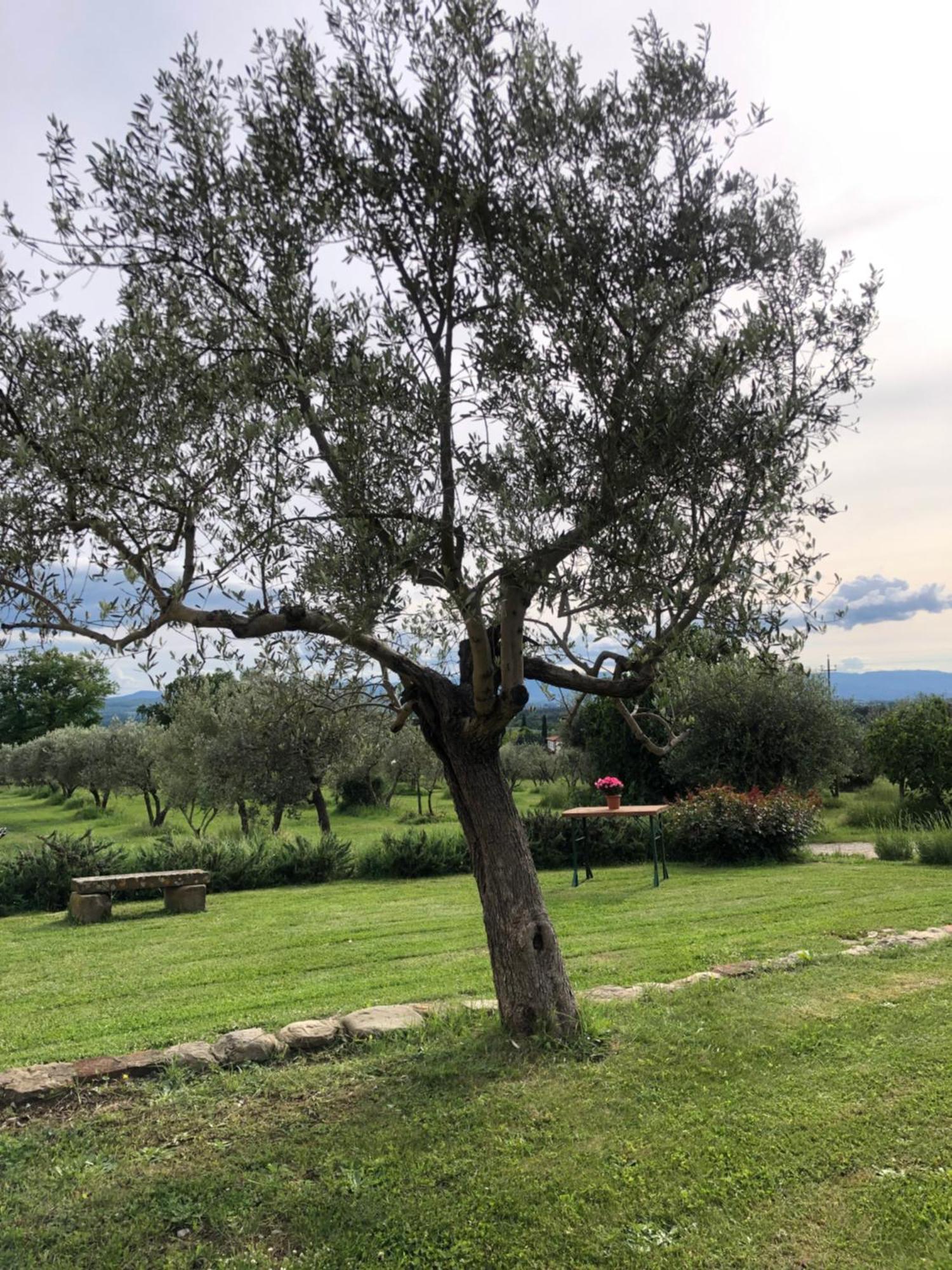 Agriturismo La Posta Reale Castiglion Fibocchi Esterno foto